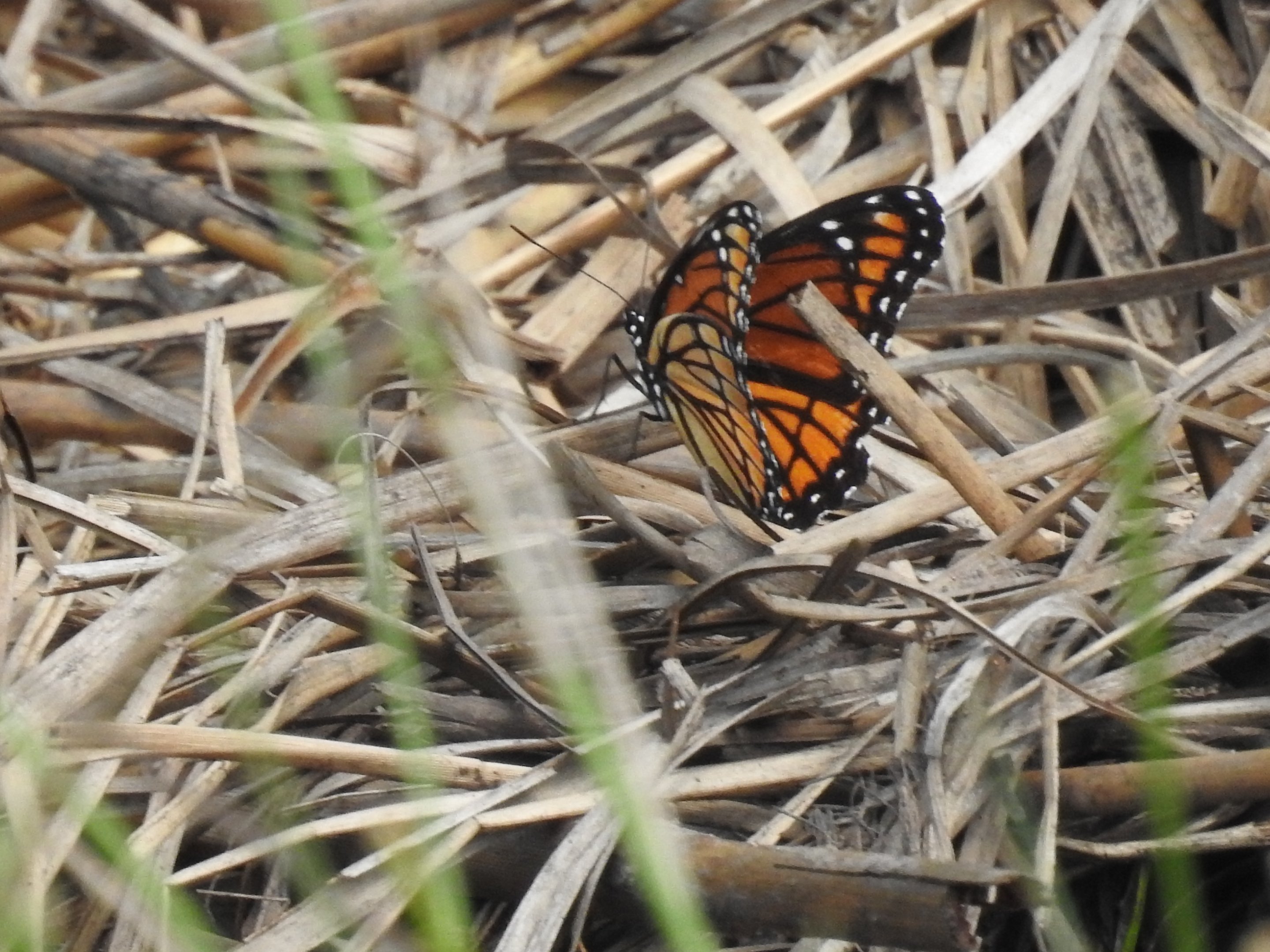 2024年のクリスマス PURPLE Iroquois BUTTERFLY バタフライ 蝶々 SH