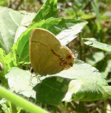 Calycopis vidulus image