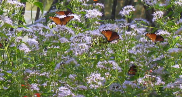 ASL Butterfly Patches — Arroyo Seco Live