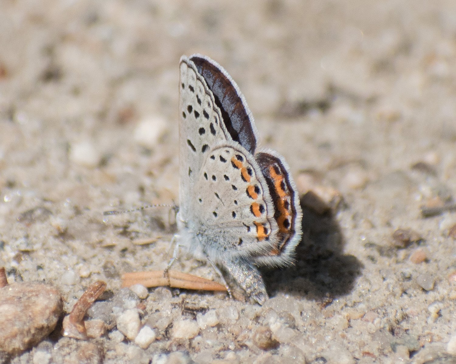 Lupine Blue Plebejus lupini (Boisduval, 1869)