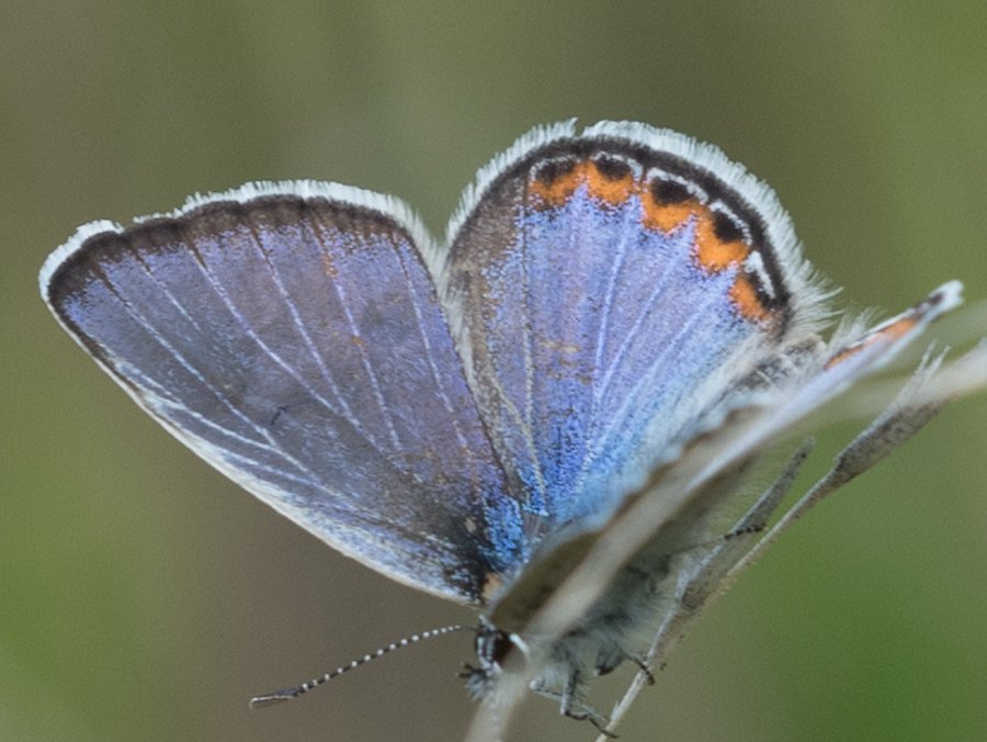 Lupine Blue Plebejus lupini (Boisduval, 1869)