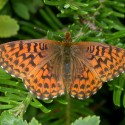 eButterfly Taxonomy Updated