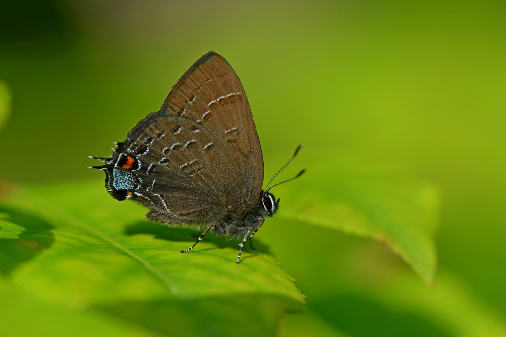 The Waltz of the Hickory Hairstreaks – eButterfly